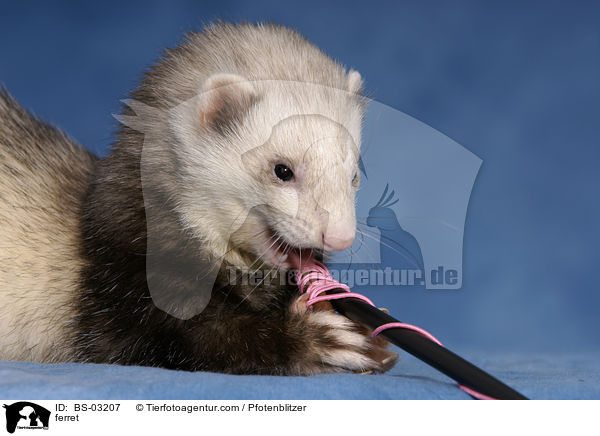 Frettchen / ferret / BS-03207