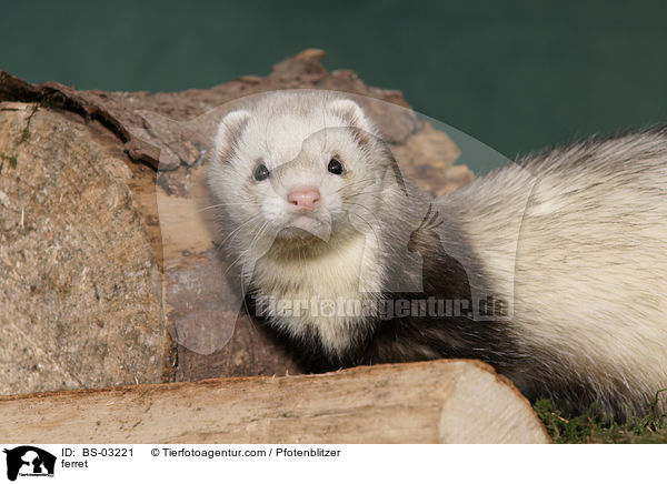 Frettchen / ferret / BS-03221