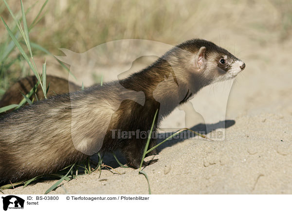 ferret / BS-03800