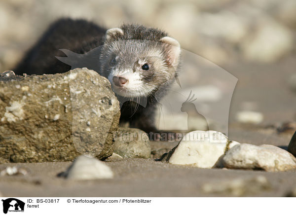 ferret / BS-03817