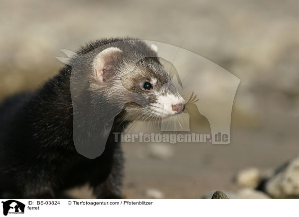 Frettchen / ferret / BS-03824