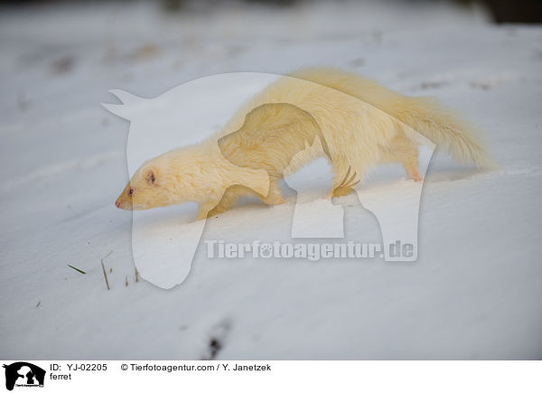 ferret / YJ-02205