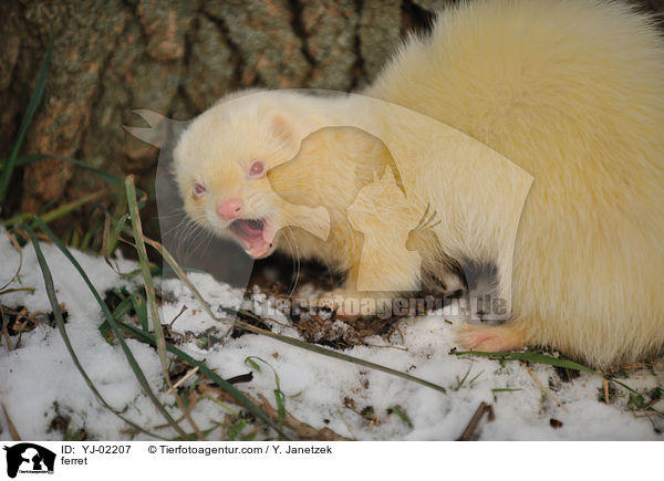 ferret / YJ-02207