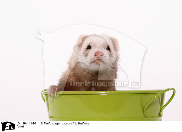 ferret / JH-11446