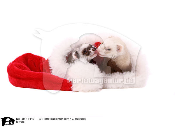 ferrets / JH-11447