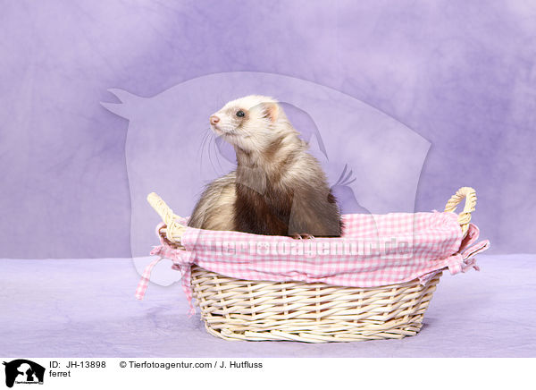 Frettchen / ferret / JH-13898