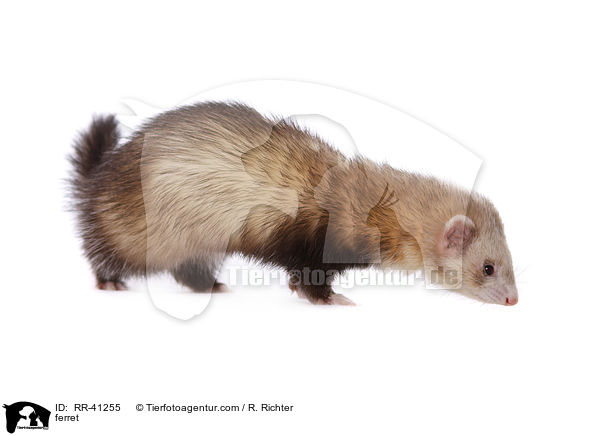 ferret / RR-41255