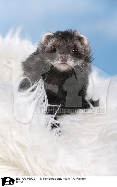 ferret / RR-76525