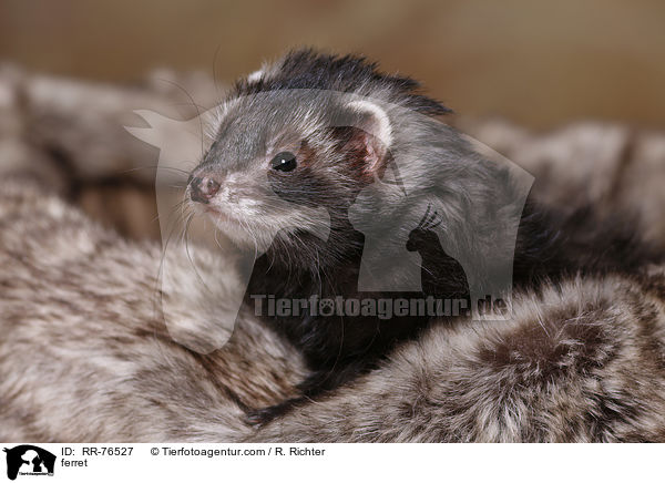 Frettchen / ferret / RR-76527