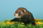 ferret in flower field