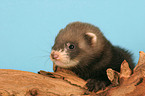 ferret on root