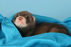 ferret on blanket