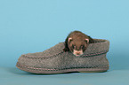 ferret in shoe