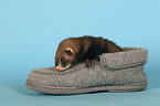 ferret in shoe