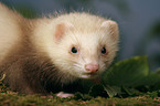 ferret