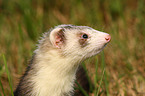 ferret