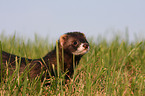 ferret