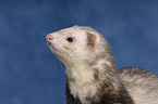 ferret