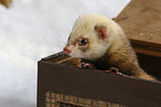 ferret