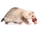 ferret