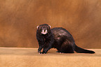 ferret