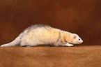 ferret