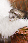 ferret