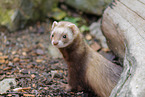 ferret