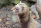 ferret