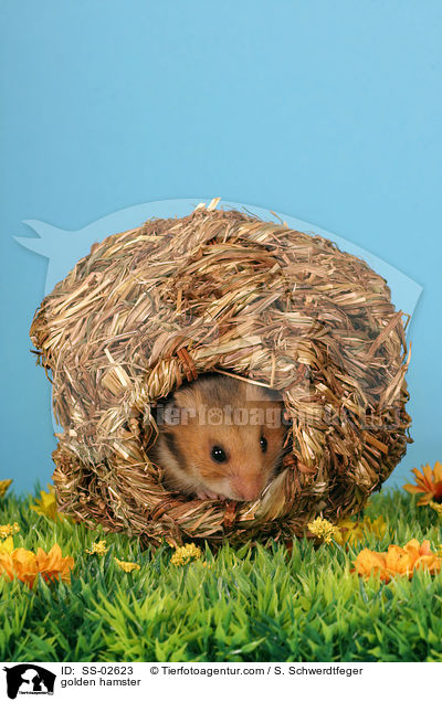 Goldhamster / golden hamster / SS-02623