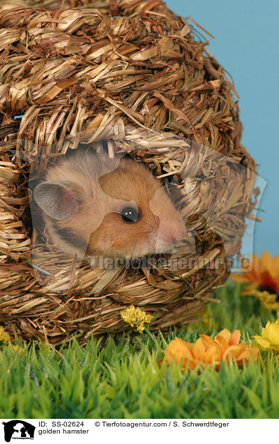 Goldhamster / golden hamster / SS-02624