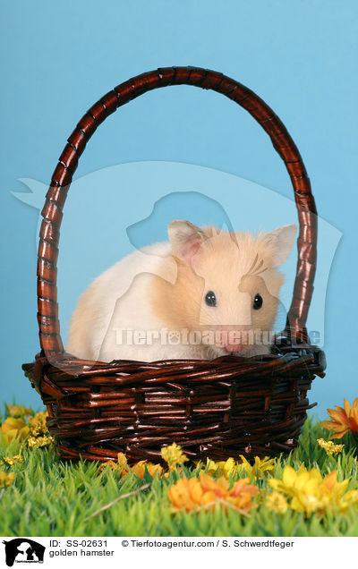 Goldhamster / golden hamster / SS-02631