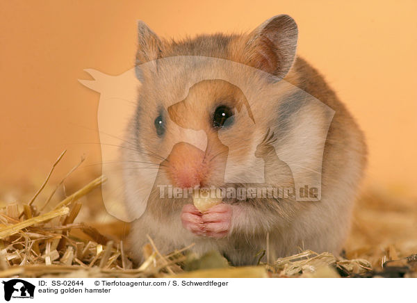 fressender Goldhamster / eating golden hamster / SS-02644