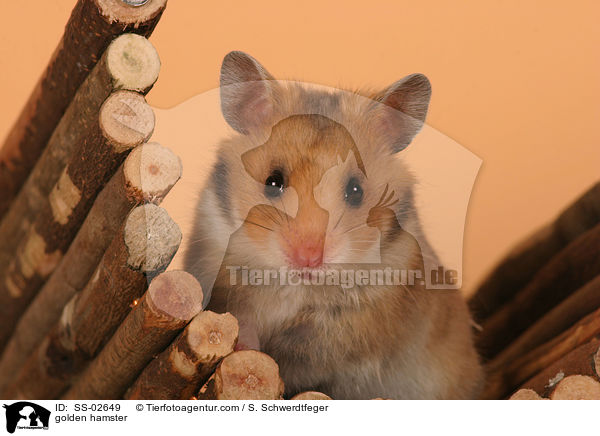 Goldhamster / golden hamster / SS-02649