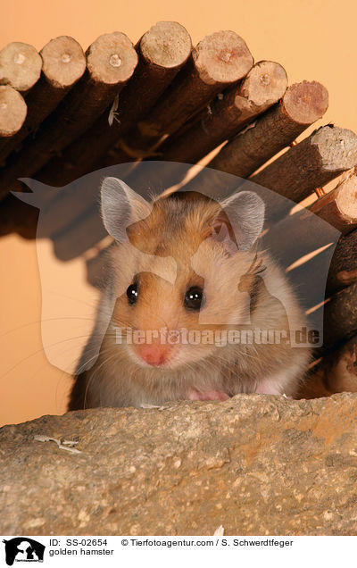 Goldhamster / golden hamster / SS-02654