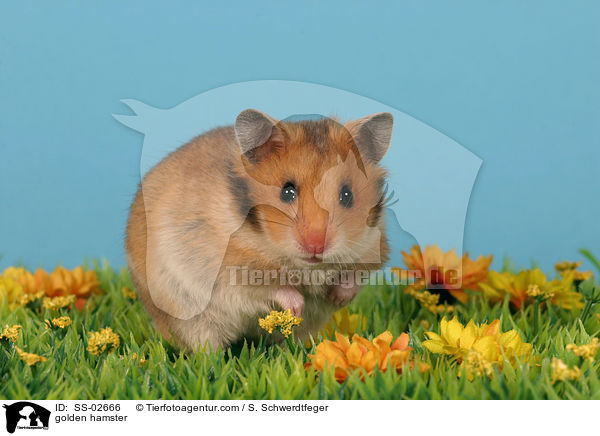 Goldhamster / golden hamster / SS-02666