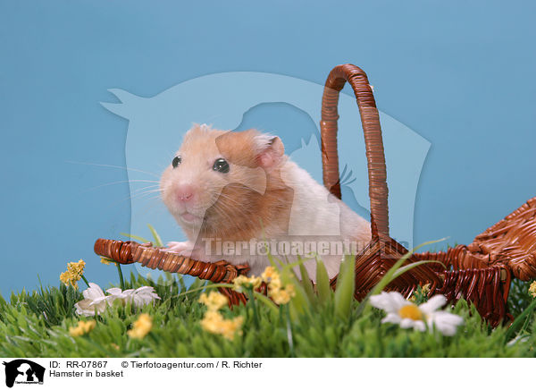 Hamster in basket / RR-07867