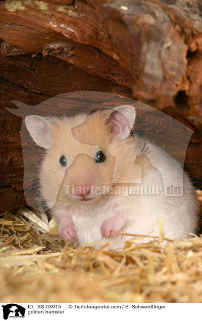 Goldhamster / golden hamster / SS-03915