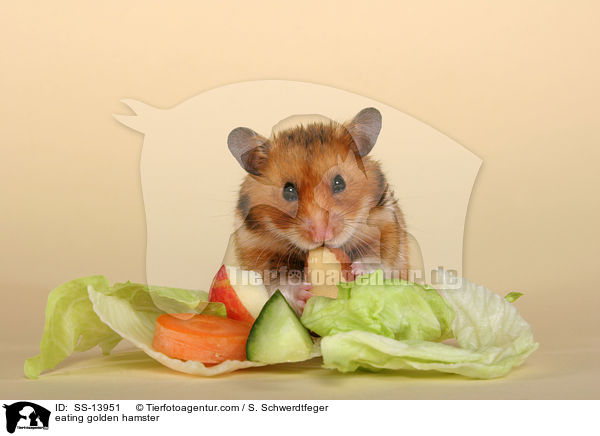 eating golden hamster / SS-13951