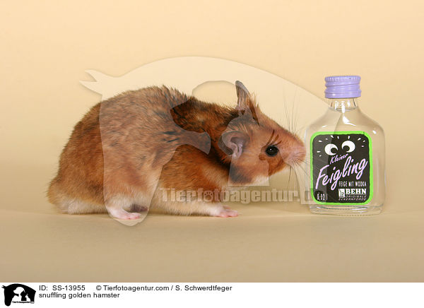 schnuppernder Goldhamster / snuffling golden hamster / SS-13955