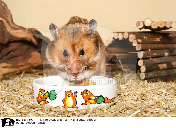 eating golden hamster / SS-13974