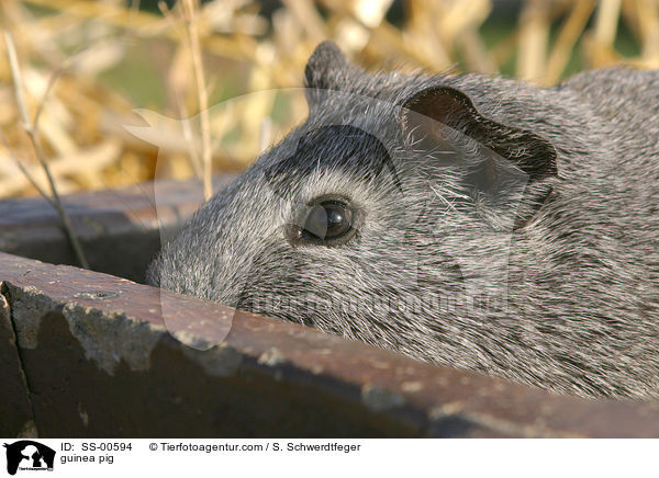 Meerschweinchen / guinea pig / SS-00594