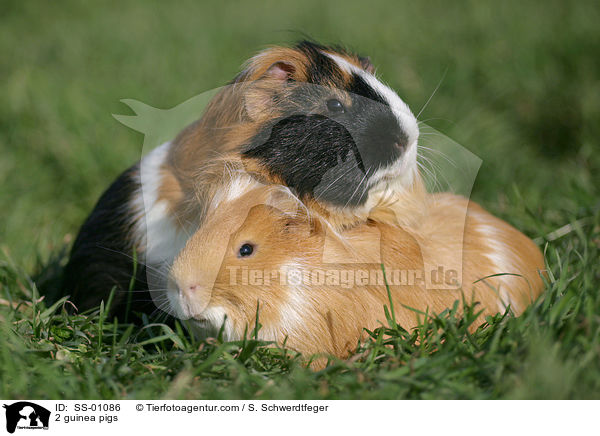 2 Meerschweinchen / 2 guinea pigs / SS-01086
