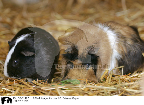 2 Meerschweine / 2 guinea pigs / SS-01497