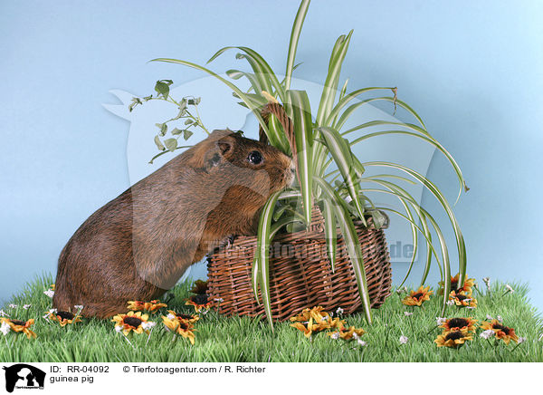 Meerschweinchen / guinea pig / RR-04092