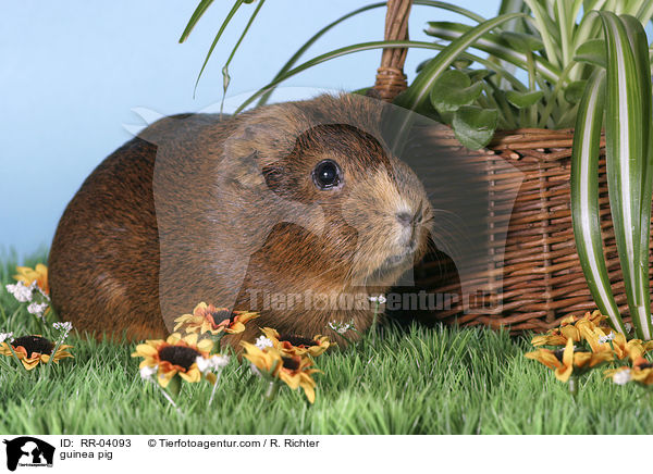 Meerschweinchen / guinea pig / RR-04093