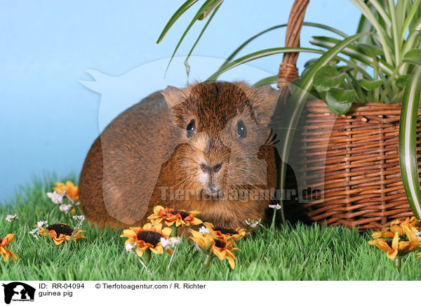 Meerschweinchen / guinea pig / RR-04094