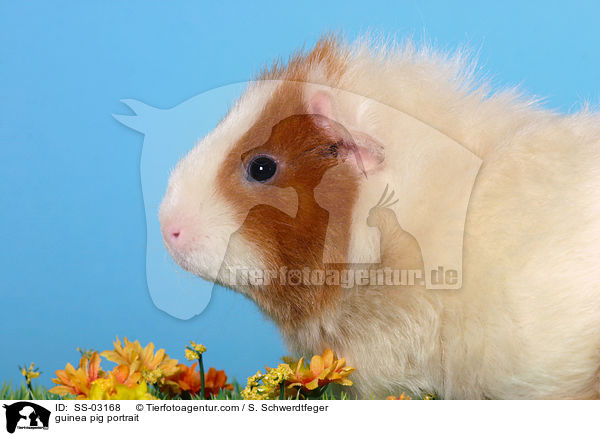 Meerschweinchen Portrait / guinea pig portrait / SS-03168