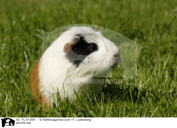 Meerschwein / guinea pig / FL-01309
