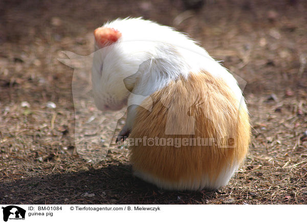 guinea pig / BM-01084